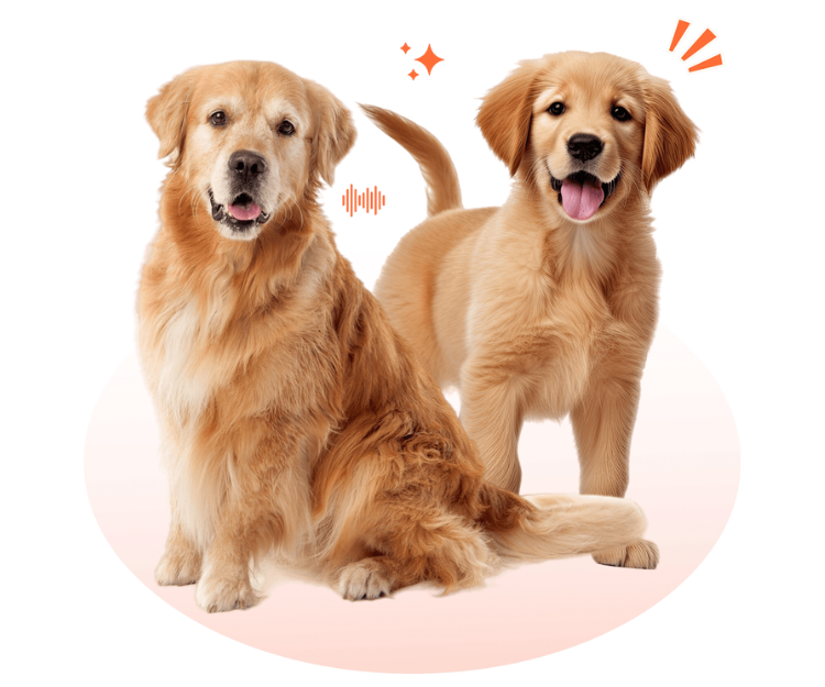 Retrievers, transparent background.