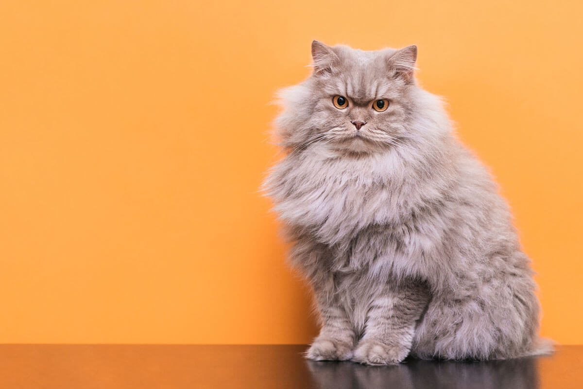 British Longhair cat